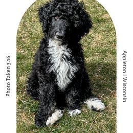 K.C. - Black and white Aussiedoodle puppy in Appleton, Wisconsin from Summers Haven Doodles