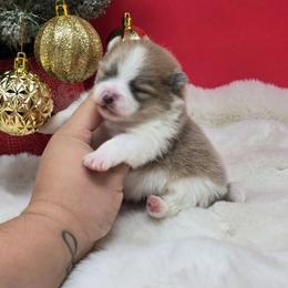 Archer - Blue and tan male Pomeranian puppy in Los Angeles, California from Pommies of LA