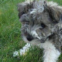 Miniature Schnauzers from S&J's Schnauzers