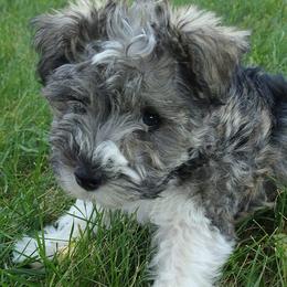 Miniature Schnauzers from S&J's Schnauzers