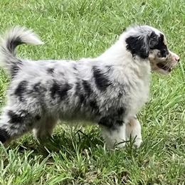 American Eskimo Dog, Miniature American Shepherd, and Miniature Australian Shepherd Puppies from Connie's American Eskimo Dogs and Mini Australian Shepherd Dogs