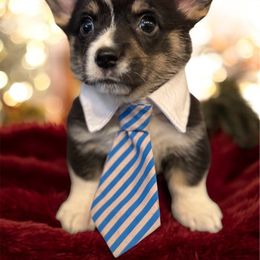 Fenway - Pembroke Welsh Corgi puppy from Bending Oaks Corgis