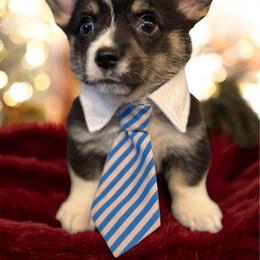 Fenway - Pembroke Welsh Corgi puppy from Bending Oaks Corgis