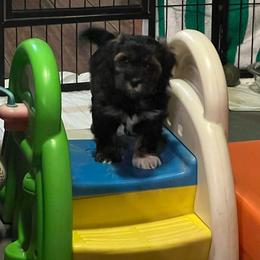 Blue boy - Black and tan brindle male Havanese puppy in Arlington, Washington from Havanese With Love Breeding Co.