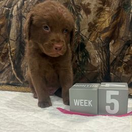 Pink Dot - Brown male Chesapeake Bay Retriever puppy in Wisconsin Dells, Wisconsin from Kilbourn Chesapeakes