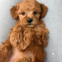 Aspen - Apricot female Goldendoodle puppy in Hughesville, Maryland from Fox Run Farm