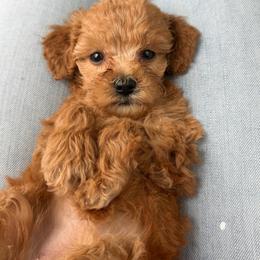 Aspen - Apricot female Goldendoodle puppy in Hughesville, Maryland from Fox Run Farm