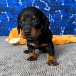 Kanga - Black and tan female Dachshund puppy in Turlock, California from Dandelion Dachshund
