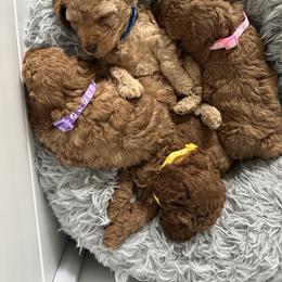 Poodle Puppies from Bruno & Co. Puppies