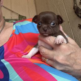 Piper - Chocolate and white female Chihuahua puppy in Orange, Texas from Tiny Paws from God