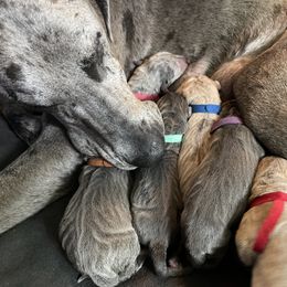 Great Dane Puppies from Great Danes (Merle, Blue, Fawn)