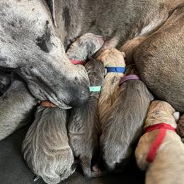 Great Dane Puppies from Great Danes (Merle, Blue, Fawn)