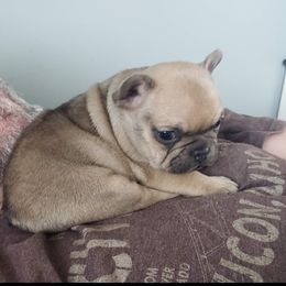 French Bulldog Puppies from Kelly's Fabulous Frenchies