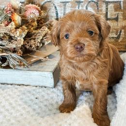 Snoopy - Apricot male Havapoo puppy in Marquand, Missouri from Perfectly Playful Doodles