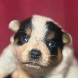 Optimus Prime - Blue male Australian Cattle Dog puppy in Rosharon, Texas from 4Surge Cattle Dogs