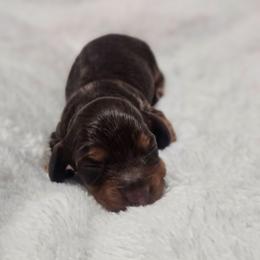 Tillie - Chocolate and tan female Dachshund puppy in Anaconda, Montana from Montana Country Dachshunds