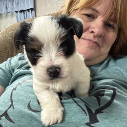 Wyatt - Parti male Yorkshire Terrier puppy in Creston, Ohio from Royal Crown Keeper LTD