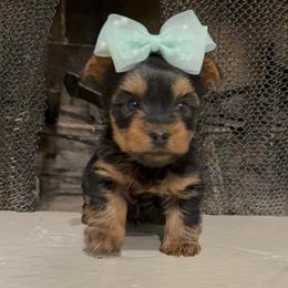 Jack - Black and gold male Yorkshire Terrier puppy in Los Angeles, California from 818 Yorkies