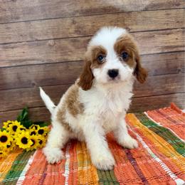 Nutmeg - Blenheim female Cavapoo puppy in Beresford, South Dakota from DAKOTA DOOD RANCH