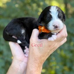Gretl UNFURNISHED - Tri-color female Bernedoodle puppy in Bellville, Ohio from Bernedoodle Buddies
