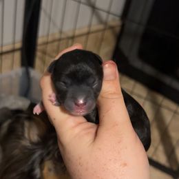 Patch - Black male Chihuahua puppy in Austin, Indiana from Dog Bones N Harmony