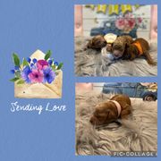 Australian Labradoodle, Cavachon, and Cavapoo Puppies from Bark & Bramble