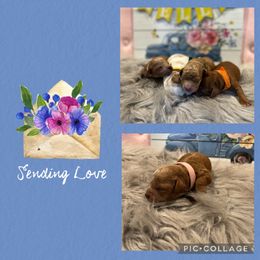 Australian Labradoodle, Cavachon, and Cavapoo Puppies from Bark & Bramble