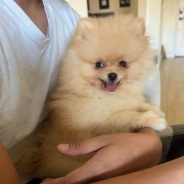 Chubbs - Orange male Pomeranian puppy in Fresno, California from M&M Pom