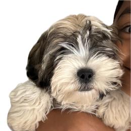 Coco - Gold and white male Shih Tzu puppy in Federal Way, Washington from Lovely Shih Tzu's