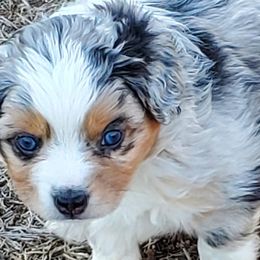 Miniature Australian Shepherds and Toy Australian Shepherds from Schwandt Toy Mini Aussies