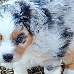Miniature Australian Shepherds and Toy Australian Shepherds from Schwandt Toy Mini Aussies