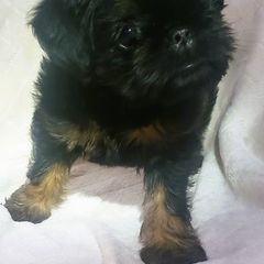 Brussels Griffon Puppies from Jeanette Williams