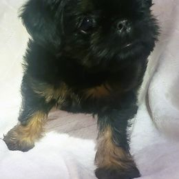 Brussels Griffon Puppies from Jeanette Williams