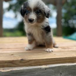 Katie - Blue merle female Miniature Australian Shepherd puppy in Doddridge, Arkansas from Huddleston Farm
