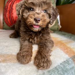 Mowgli - Merle male Goldendoodle puppy in Ottawa, Ohio from Simply Beautiful Goldendoodles
