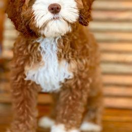 Australian Labradoodle Puppies from Bayou Doodles