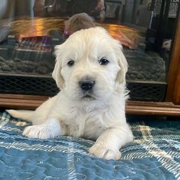 Aspen - Light golden Golden Retriever puppy in Nathrop, Colorado from Mountain Joy Goldens