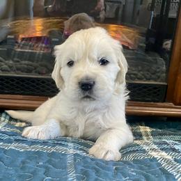 Aspen - Light golden Golden Retriever puppy in Nathrop, Colorado from Mountain Joy Goldens