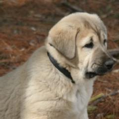 Anatolian Shepherd Dogs from Lambkin Lane Farm