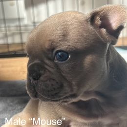 Boy 3 (Mouse) - Blue fawn male French Bulldog puppy in Vero Beach, Florida from Lazy Daisy