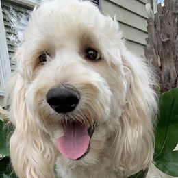 Khaleesi - Goldendoodle