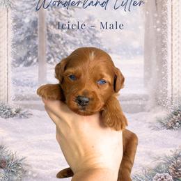 Icicle - Red  male Goldendoodle puppy in Canton, Georgia from Teddy Puppies