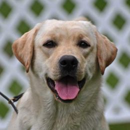 Labrador Retrievers from Prairiesky Kennels