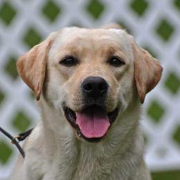 Labrador Retrievers from Prairiesky Kennels