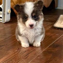 Yellow Collar Girl Marigold - Blue female Pembroke Welsh Corgi puppy in Paris, Kentucky from Flat Run Corgis