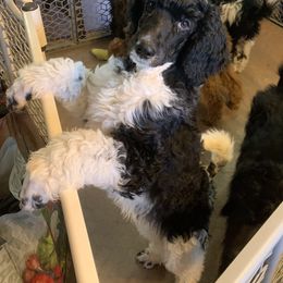 Poodle Puppies from Blue Moon Puppies