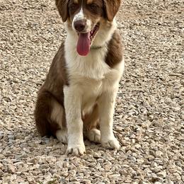 Australian Shepherd All Grown Up from Cobler Farms