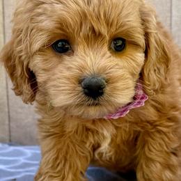 Impa - Apricot female Goldendoodle puppy in Mona, Utah from Hearts Full of Puppies