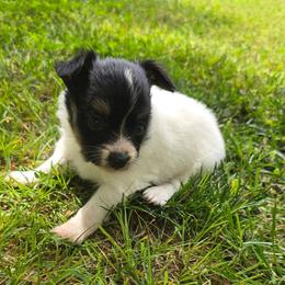 FERN - White black and tan female Papillon puppy in Hollister, Missouri from Swan Creek Kennel