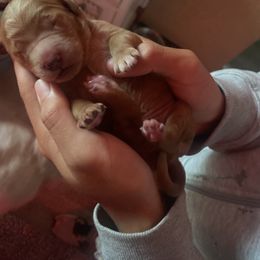 Bernedoodle, Goldendoodle, and Sheepadoodle Puppies from Dhalia’s Doodles